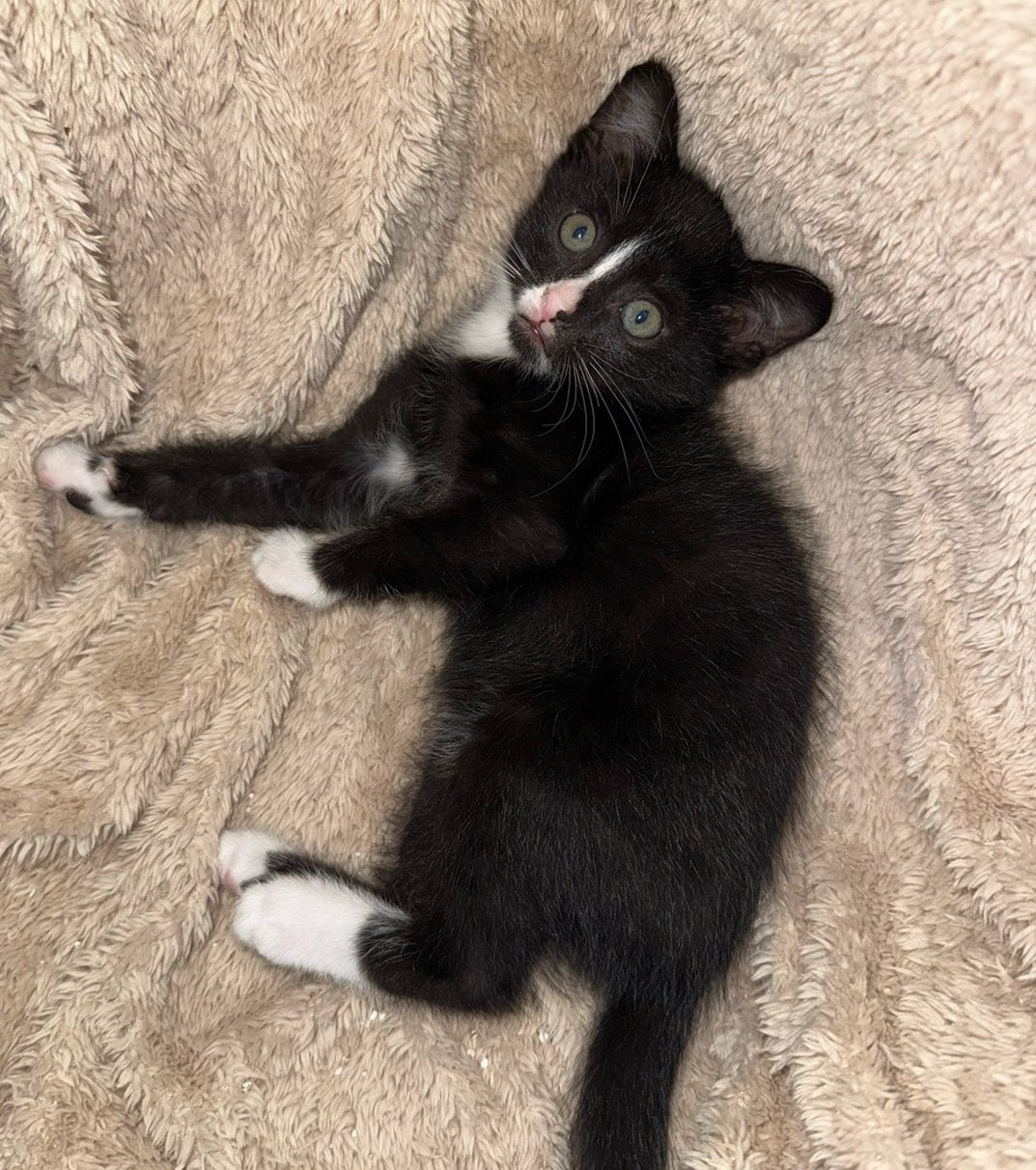 Lieve Kitten Te Koop! (Zie beschrijving), Meerdere dieren, Ontwormd, 0 tot 2 jaar