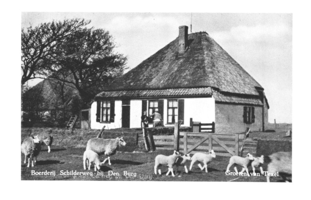 968630 Texel 1952 Boerderij Schilderweg bij Den Burg Gelopen, Ophalen of Verzenden, 1940 tot 1960, Gelopen, Waddeneilanden
