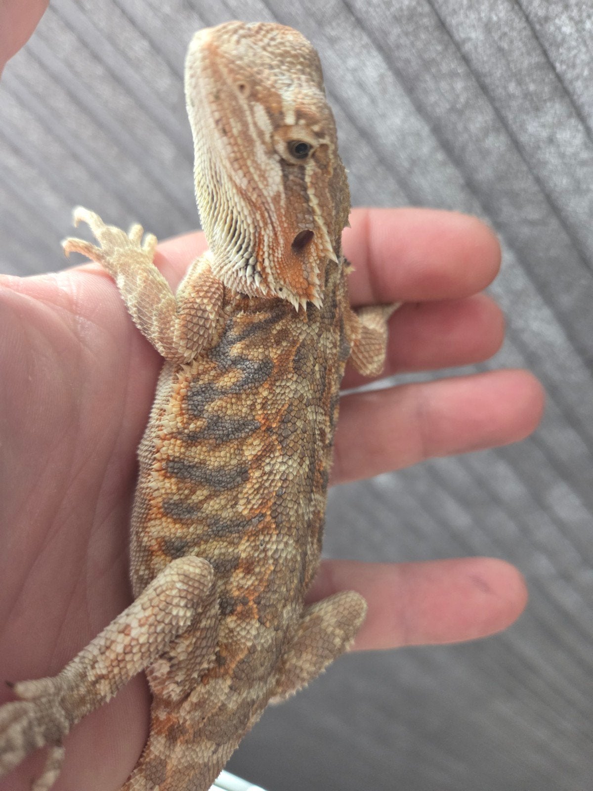 Baardagaam Pogona Vitticeps Red Orange Tiger Bearded Dragon photo 3