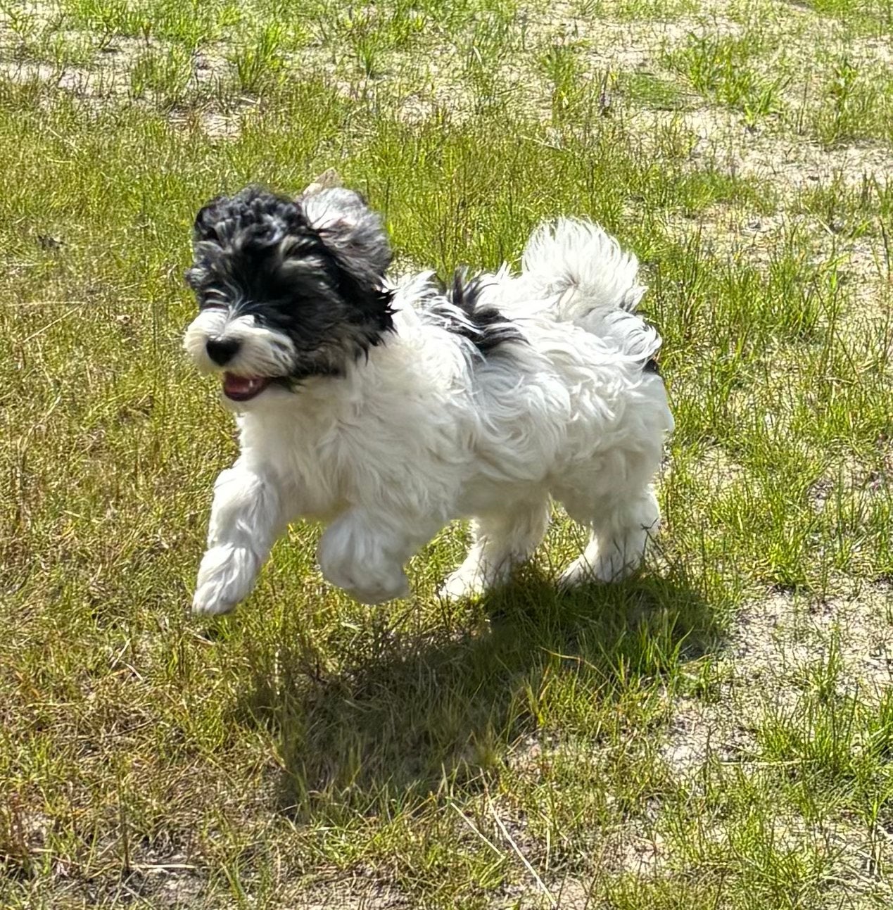 Prachtige Boomer pup (Maltipoo), Parvo, Overige rassen, 8 tot 15 weken, Meerdere