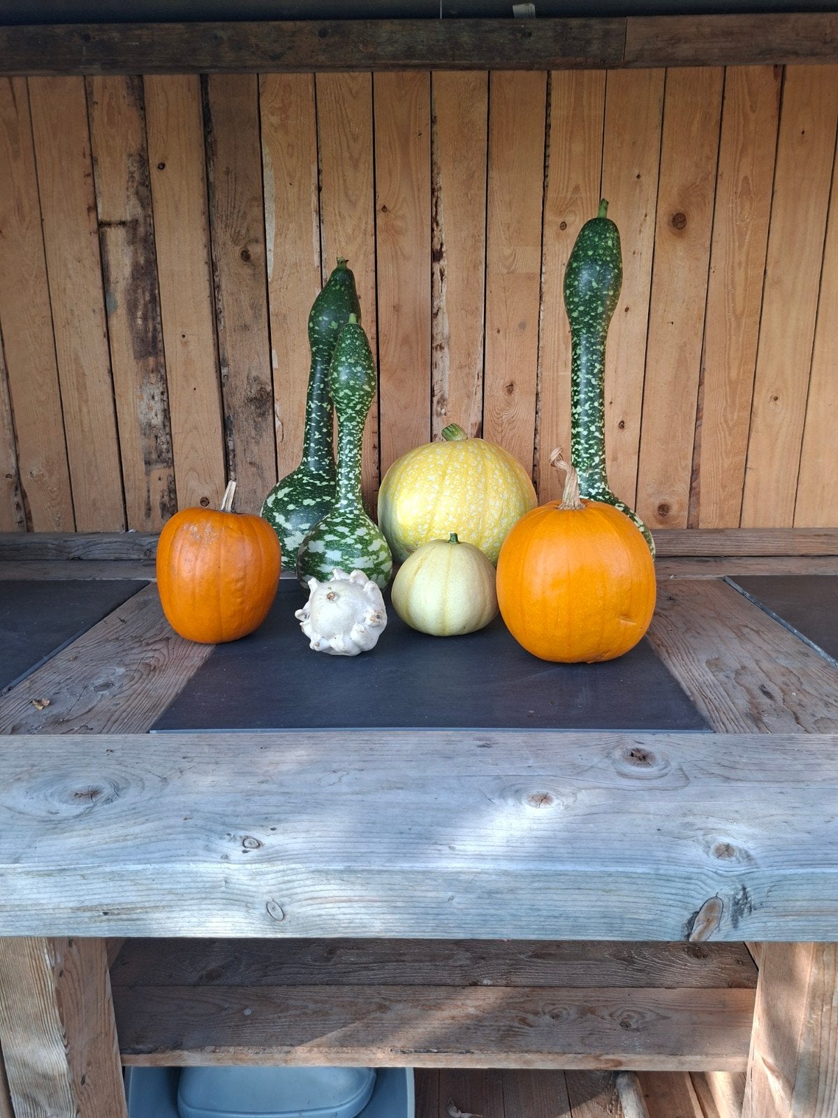 Mooie pompoenen en kalebassen te koop, Tuin en Terras, Ophalen of Verzenden