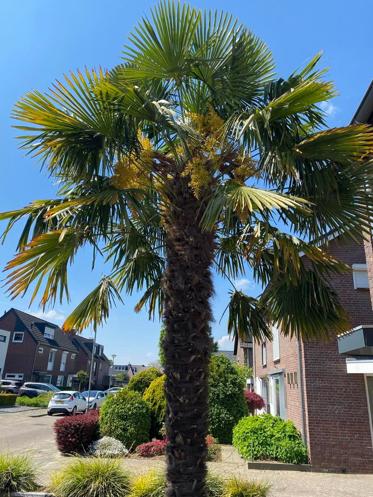 Grote winterharde Trachycarpus Fortunei palmboom (4+ meter), Tuin en Terras, Planten | Bomen, Volle zon, Bloeit niet, Ophalen of Verzenden