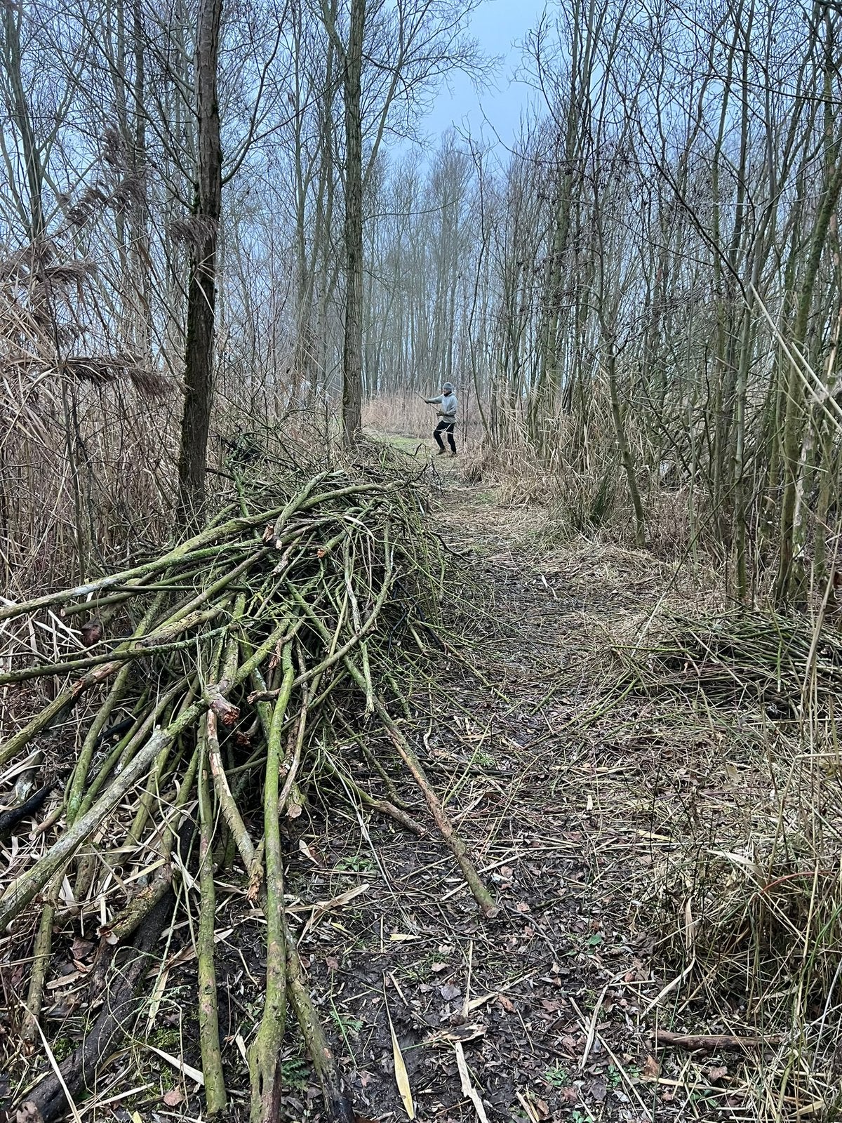 Gratis haardhout / brandhout / takken en boomstammen, Minder dan 3 m³, Ophalen