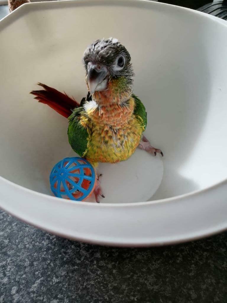 baby pyrrhura.s, Dieren en Toebehoren, Vogels | Parkieten en Papegaaien, Geslacht onbekend, Parkiet, Geringd