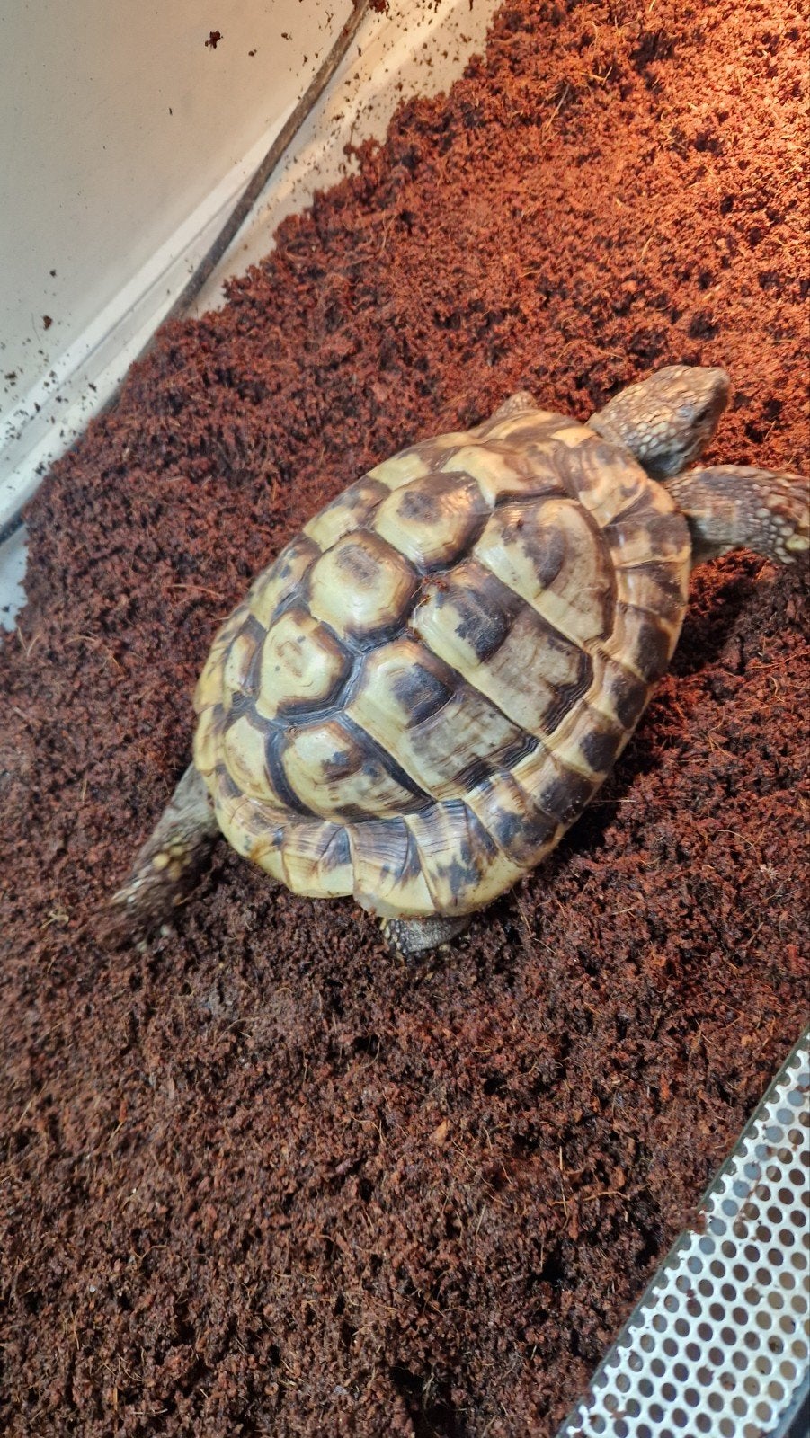 2 griekse  landschildpadden Tortoise photo 4