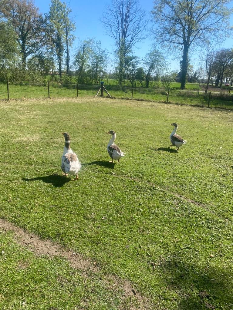 Twentse landganzen, Dieren en Toebehoren, Meerdere dieren, Gans of Zwaan