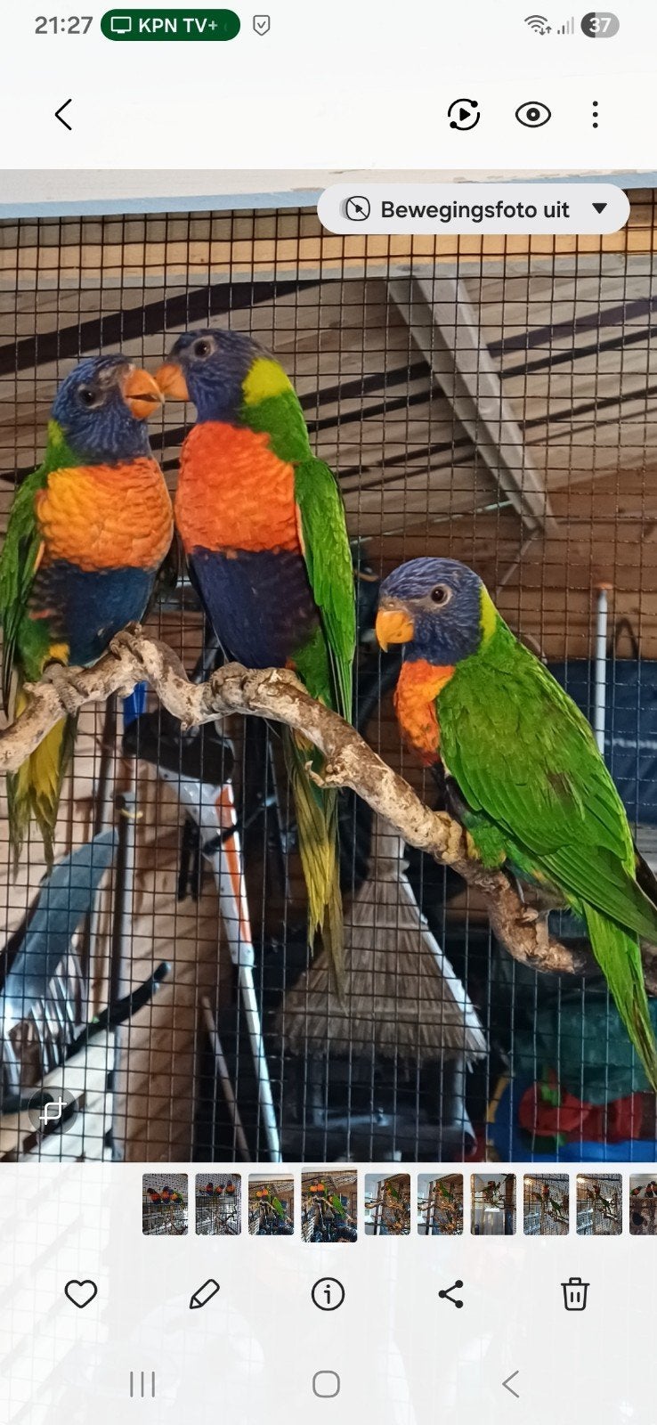1 lori van de blauwe bergen, Dieren en Toebehoren, Vogels | Parkieten en Papegaaien, Vrouwelijk, Papegaai