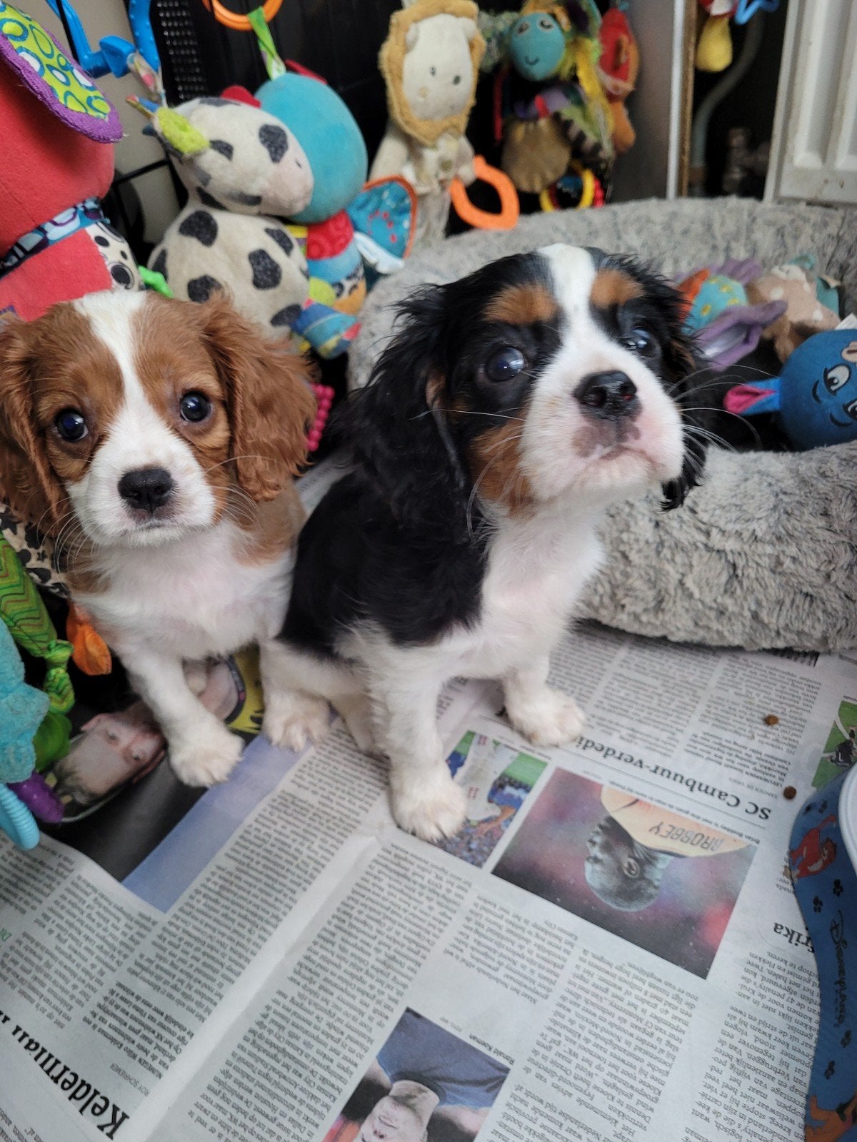 raszuivere cavelier King spaniel puppie teefje, Parvo, Overige rassen, 8 tot 15 weken, Teef