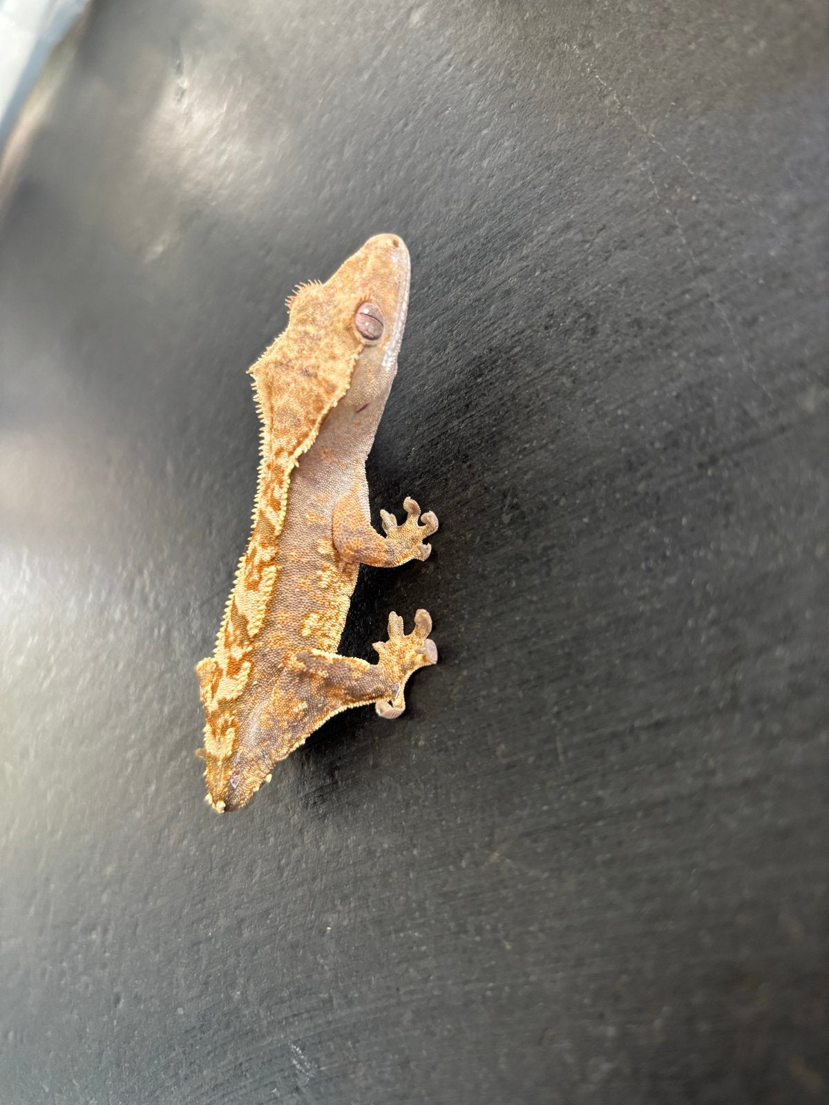 Wimpergekkos €20 Crested Gecko - unknown for sale from Quinn Mulder