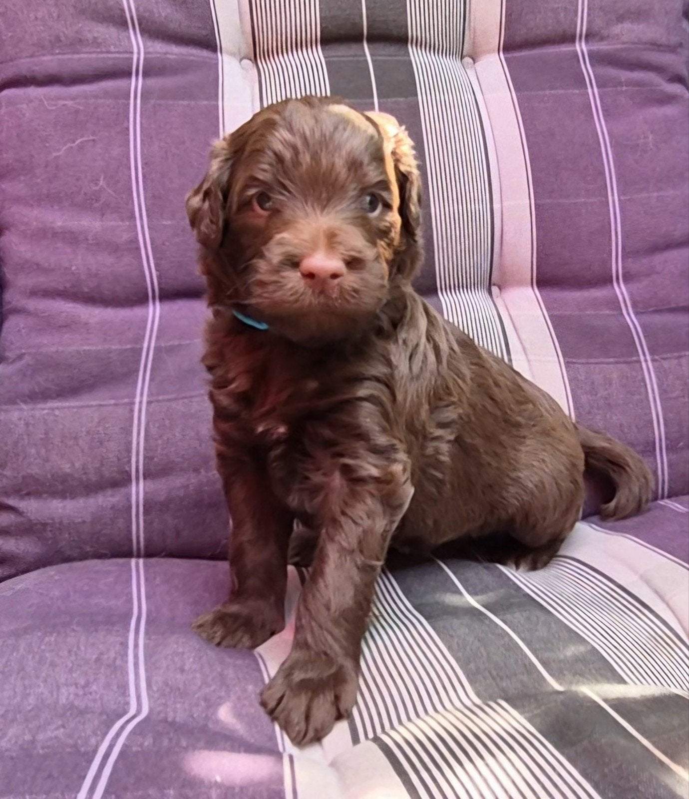 Labradoodle multigen pups, Dieren en Toebehoren, Honden | Retrievers, Spaniëls en Waterhonden, Meerdere dieren, Overige rassen