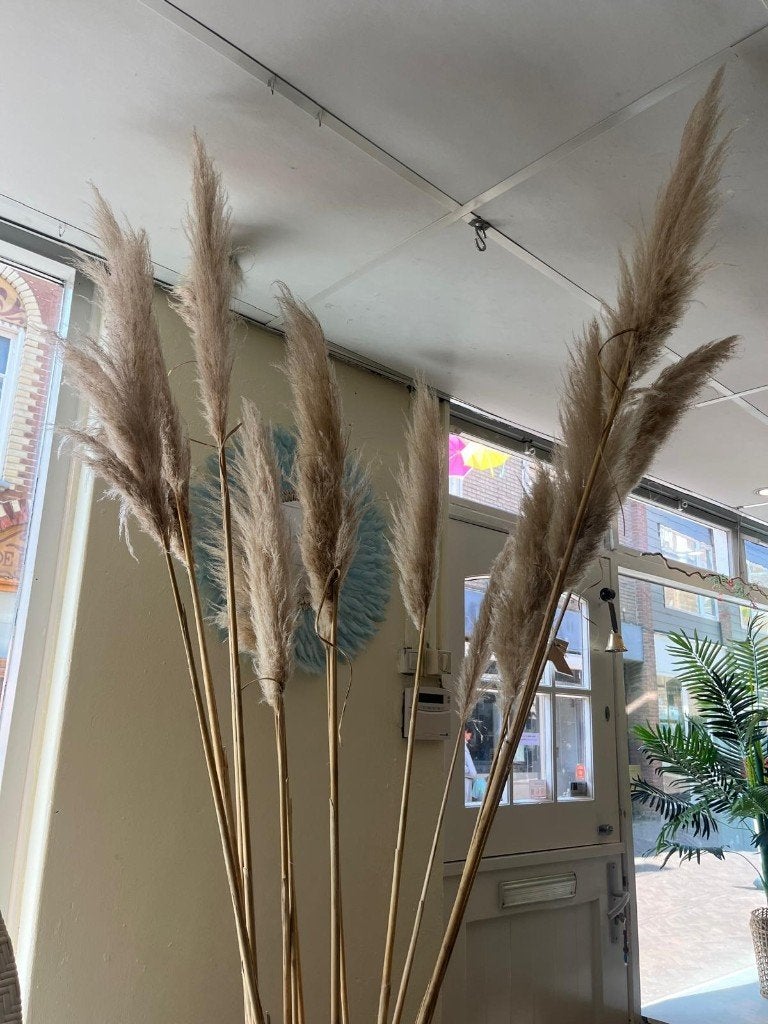 Echt Pampasgras 15 stuks ,gedroogd, Ophalen, Zo goed als nieuw