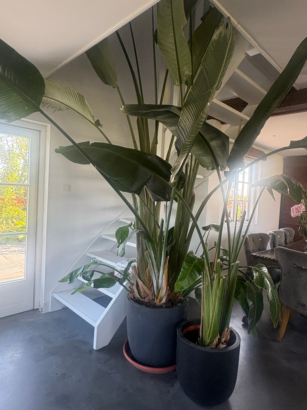 Strelitzia XXL en King Size, Ophalen, 200 cm of meer, Overige soorten, In pot
