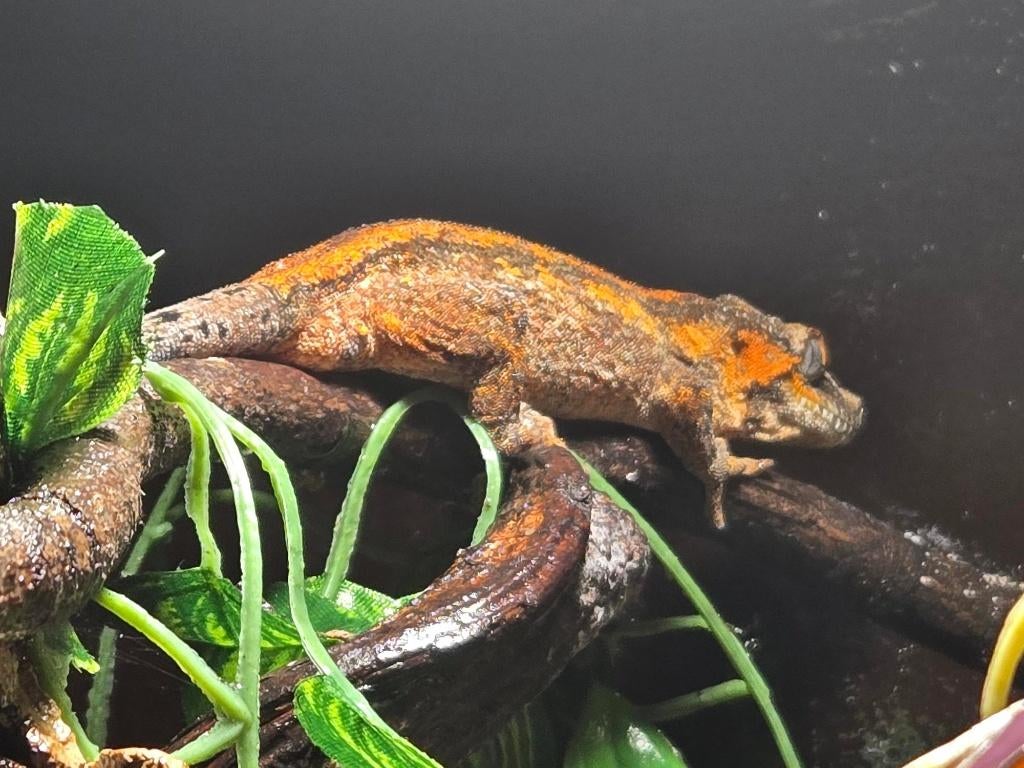 nakweek jonge div gargoyle gekko Leopard Gecko - female for sale from l