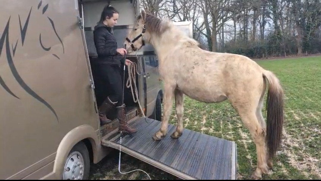 Training trailer laden & grondwerk/dressuur aan de hand, Dieren en Toebehoren