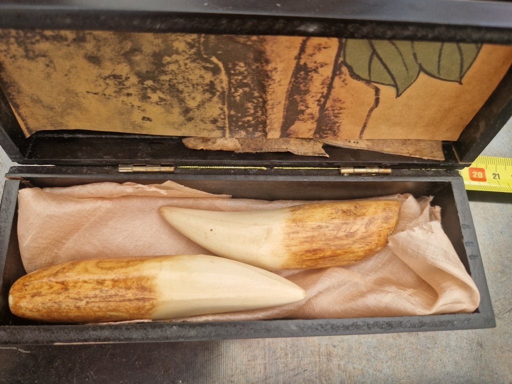 Doosje met oude tanden, Ophalen of Verzenden