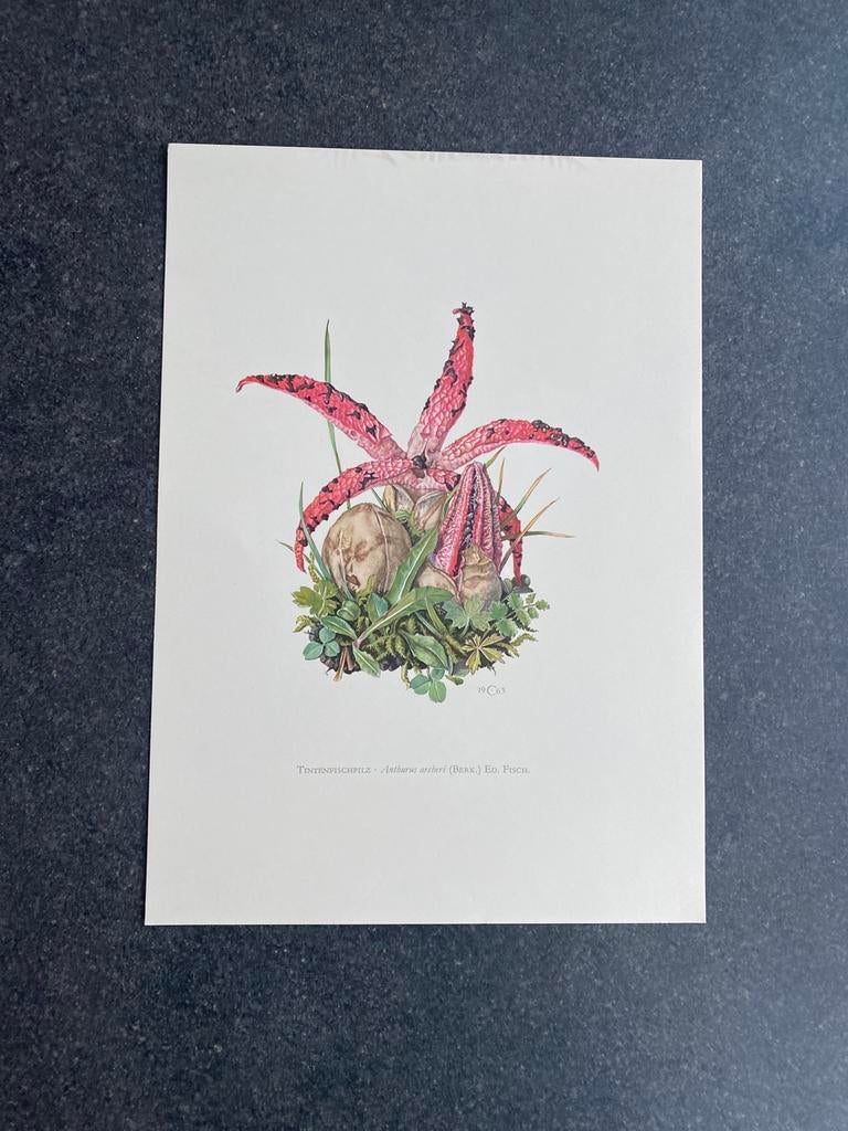 10 prenten paddestoelen 19x27 cm samen 20 euro, Antiek en Kunst, Antiek | Schoolplaten, Ophalen of Verzenden, Natuur en Biologie