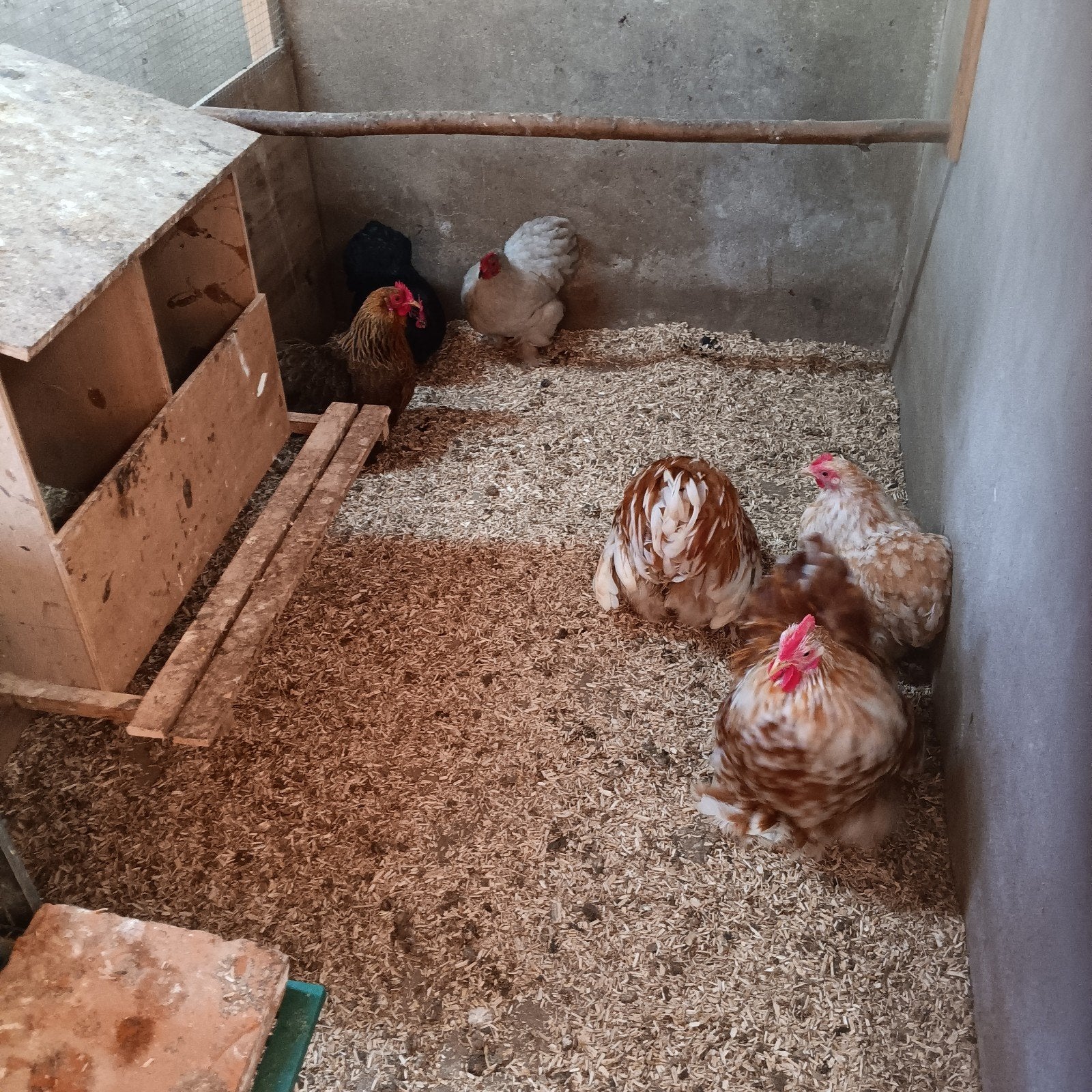 Cochin kriel broedeieren, Dieren en Toebehoren, Pluimvee, Geslacht onbekend, Kip