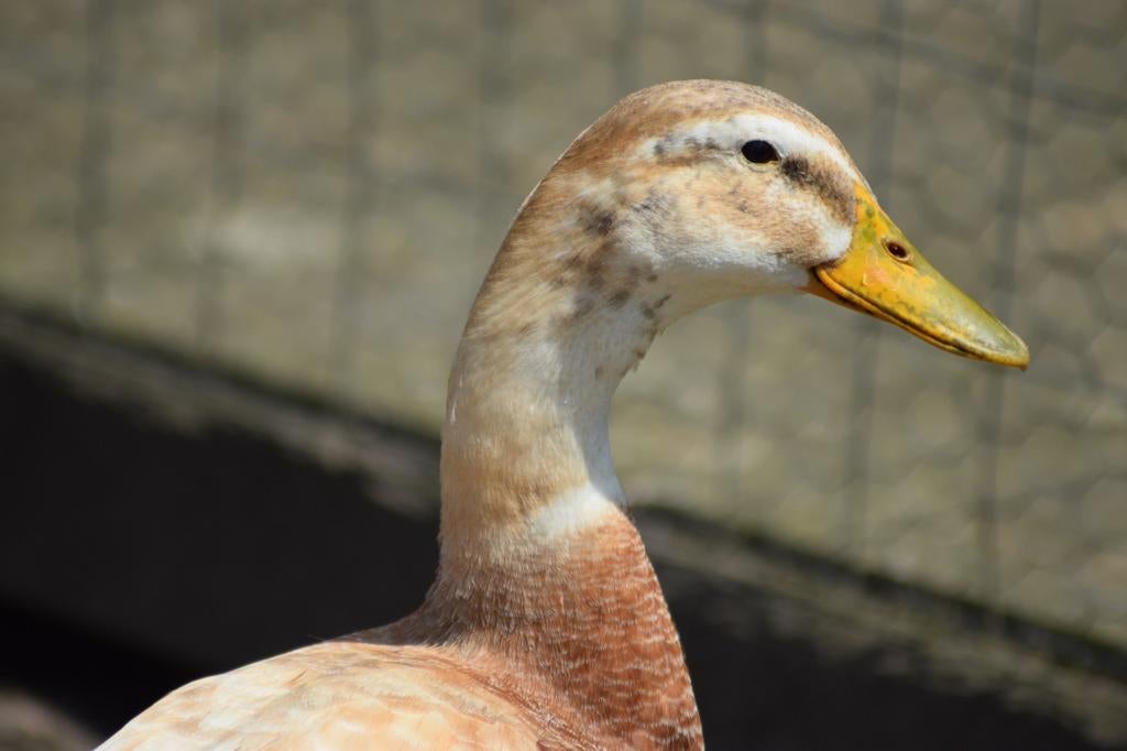 Broedeieren saksen eenden, Dieren en Toebehoren, Pluimvee, Geslacht onbekend, Eend