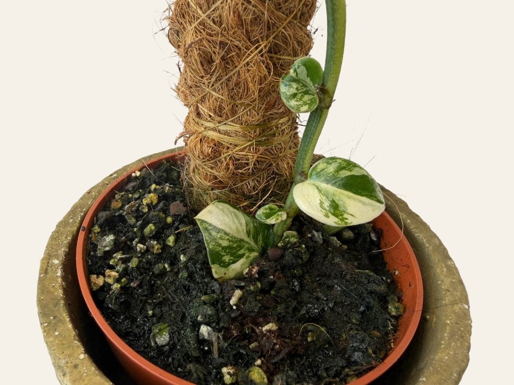 rhaphidophora hayi aurea variegated, Huis en Inrichting, Kamerplanten, Ophalen of Verzenden, Halfschaduw, Minder dan 100 cm