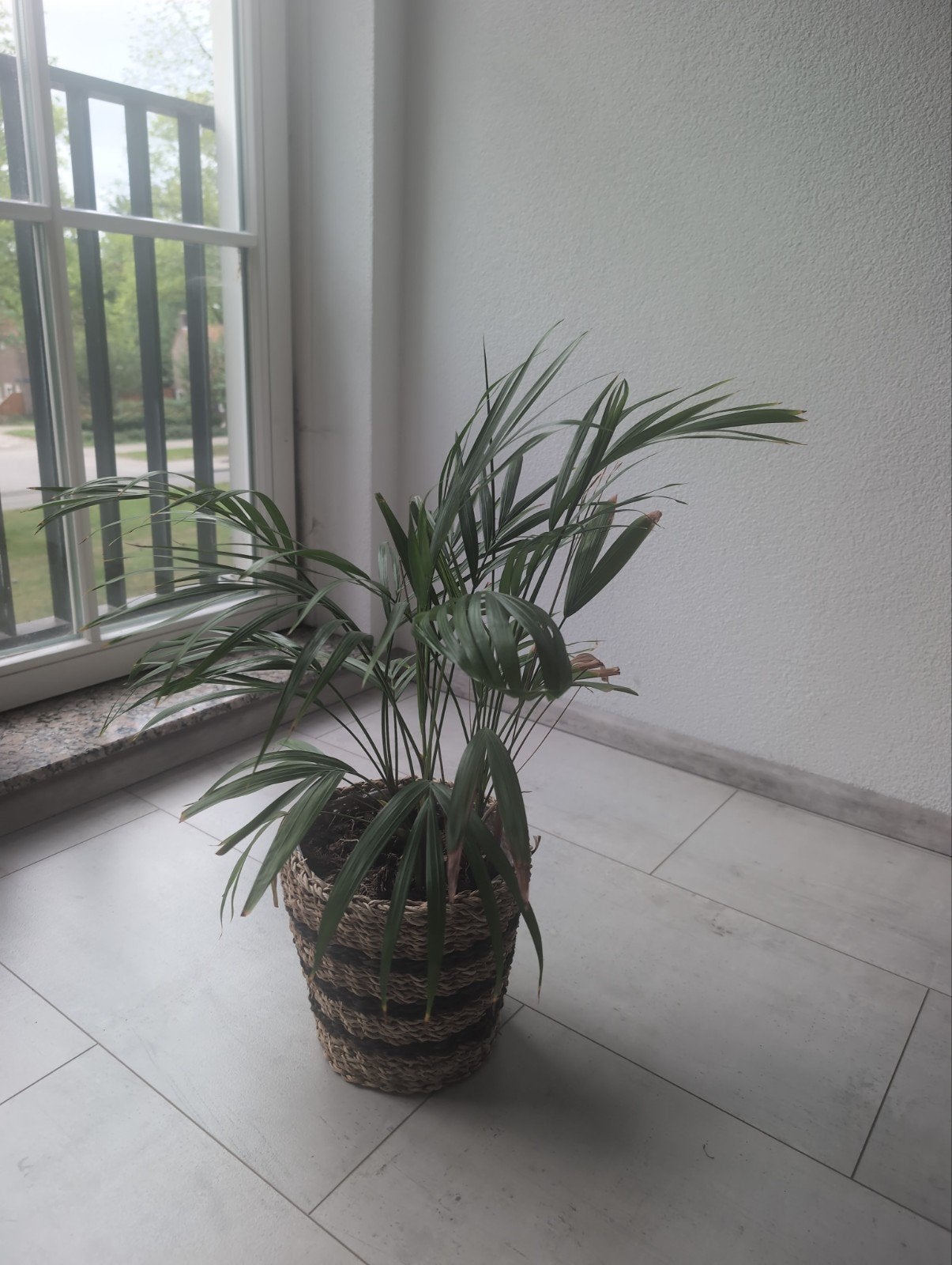 Mooie Areca Palm in rieten pot, Ophalen, 100 tot 150 cm, Palm, Halfschaduw