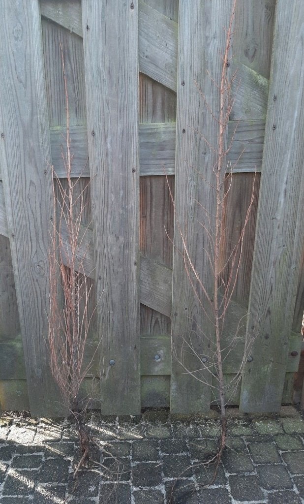 Japanse lariks Larix kaempferi 100/125cm en 125/150cm, Bloeit niet, Overige soorten, Minder dan 100 cm, Ophalen