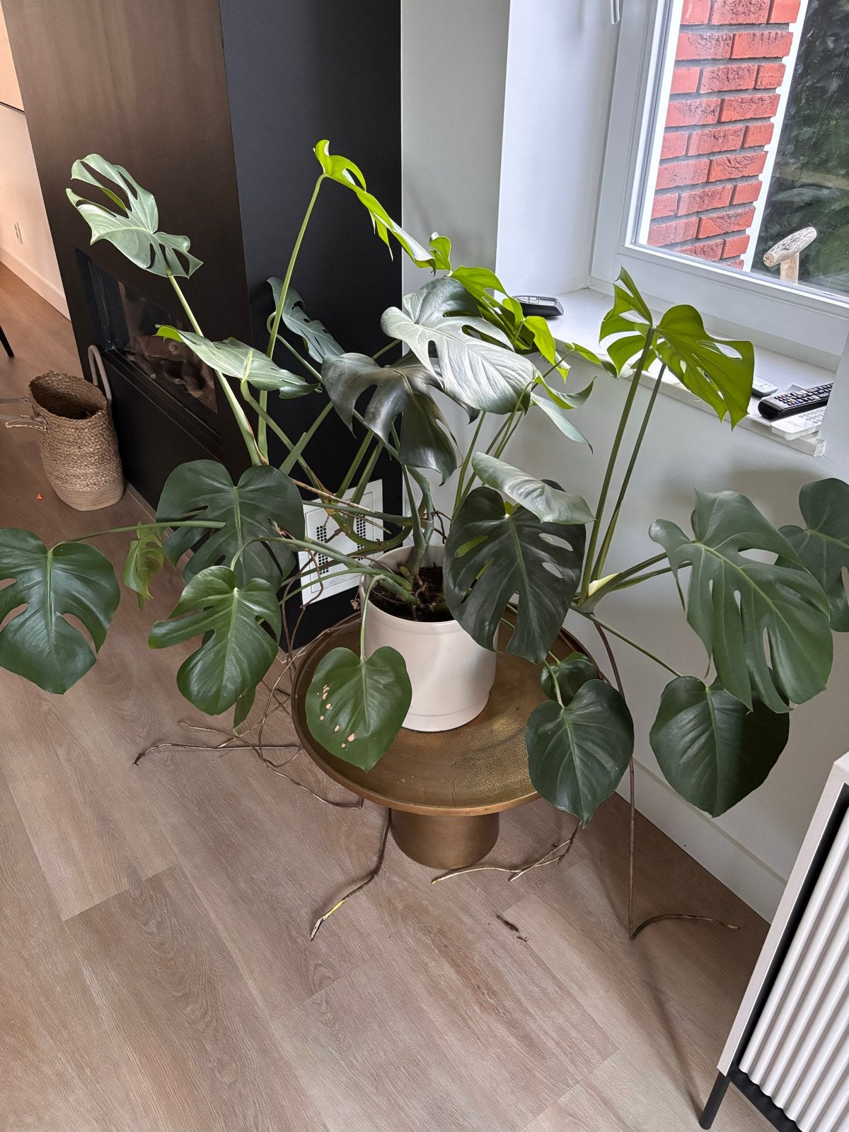 Grote Monstera Deliciosa - Kamerplant in pot, Huis en Inrichting, Ophalen, 100 tot 150 cm, Overige soorten, Halfschaduw