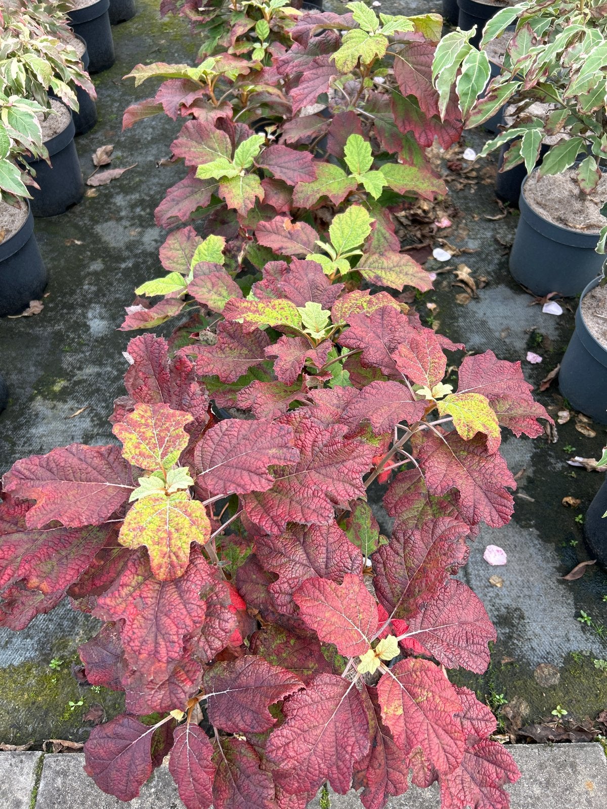 Eikenbladhortensia 'Snowflake' in 7,5L pot, Vaste plant, Halfschaduw, Zomer, Ophalen