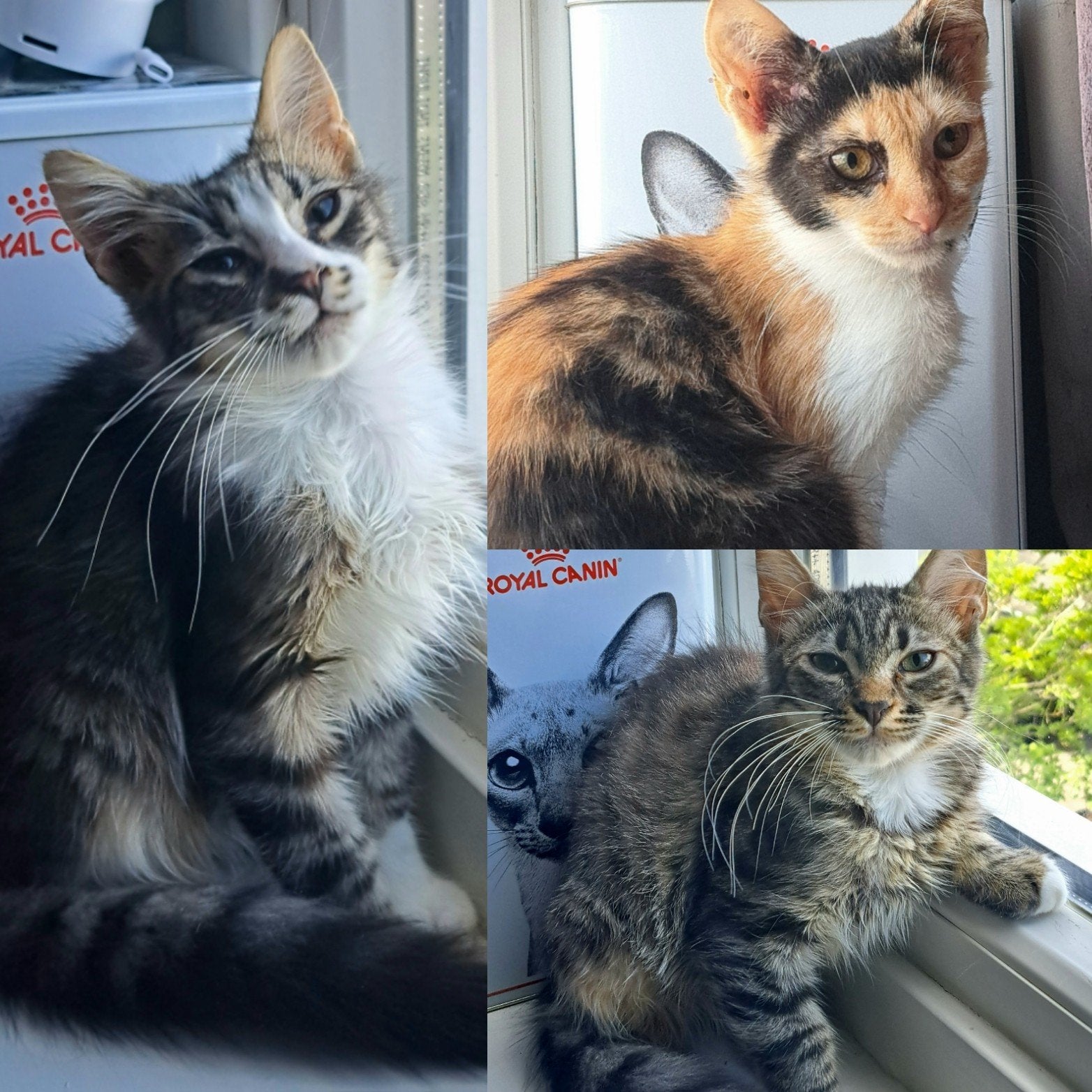 3 geweldige kittens van 16wkn oud, Dieren en Toebehoren, Meerdere dieren