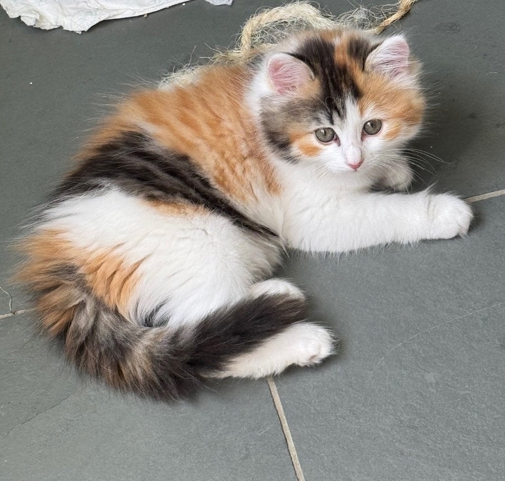 Lieve Noorse boskat/Ragdoll kittens mix langhaar, Meerdere dieren, Langharig, 0 tot 2 jaar