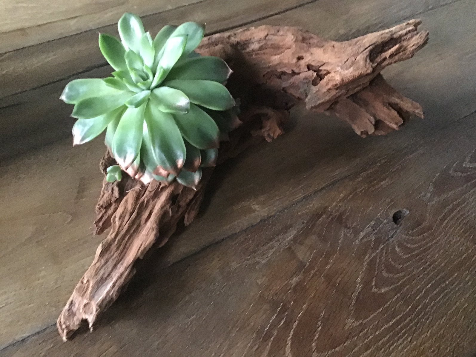Decoratieve drijfhout stronk met Vetplant, Ophalen of Verzenden