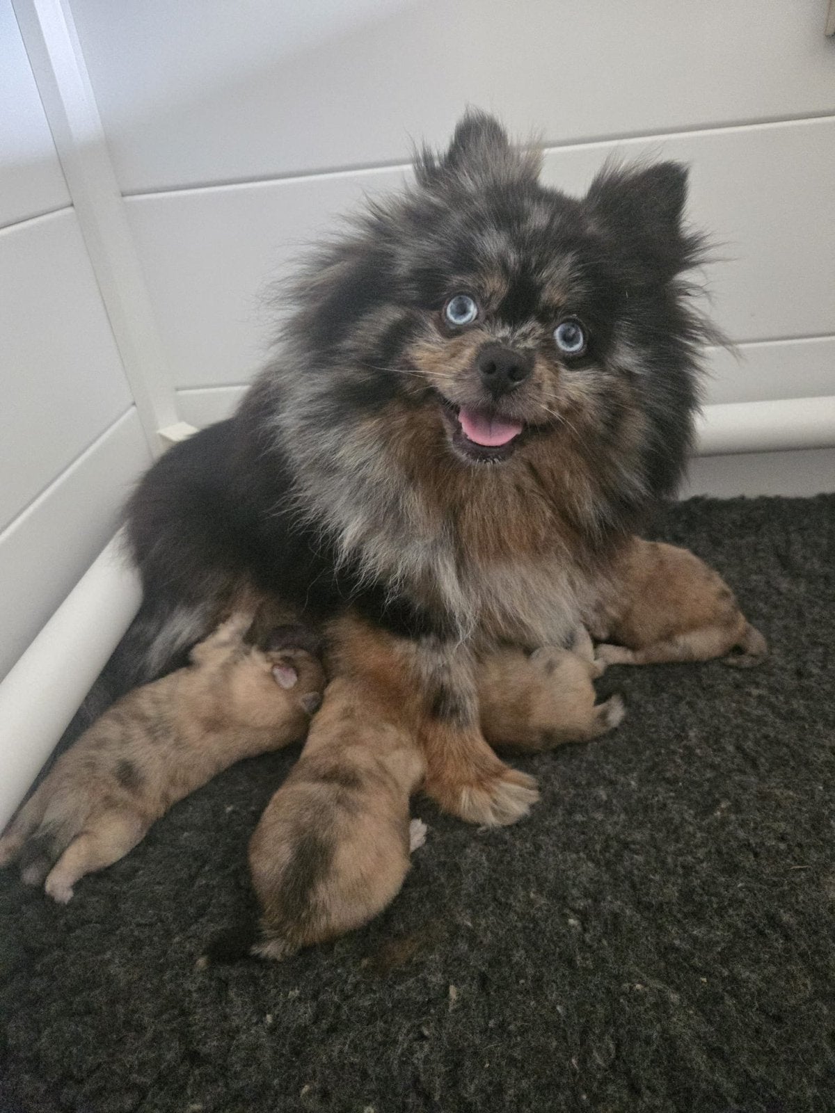 Pomeriaan/pomeranian pups, Keeshond, 8 tot 15 weken, Meerdere, Meerdere dieren