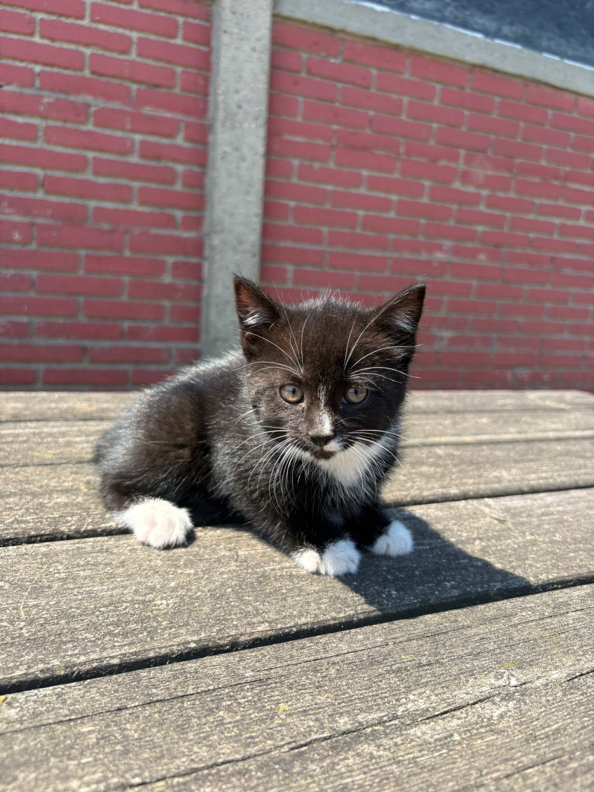 1 poesje en 1 kater, Dieren en Toebehoren, Meerdere dieren, Kortharig, 0 tot 2 jaar