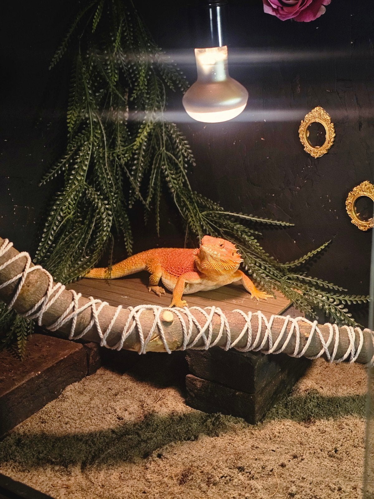Baardagaam incl terrarium Bearded Dragon photo 3