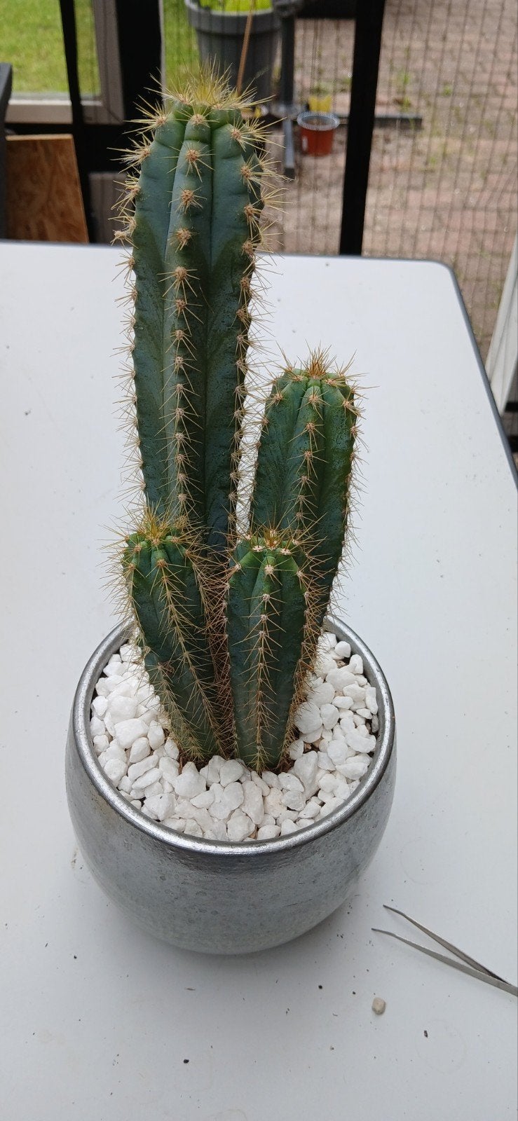 Pilosocereus Azureus - Blauwe Zuilcactus, Ophalen of Verzenden, Volle zon, Minder dan 100 cm