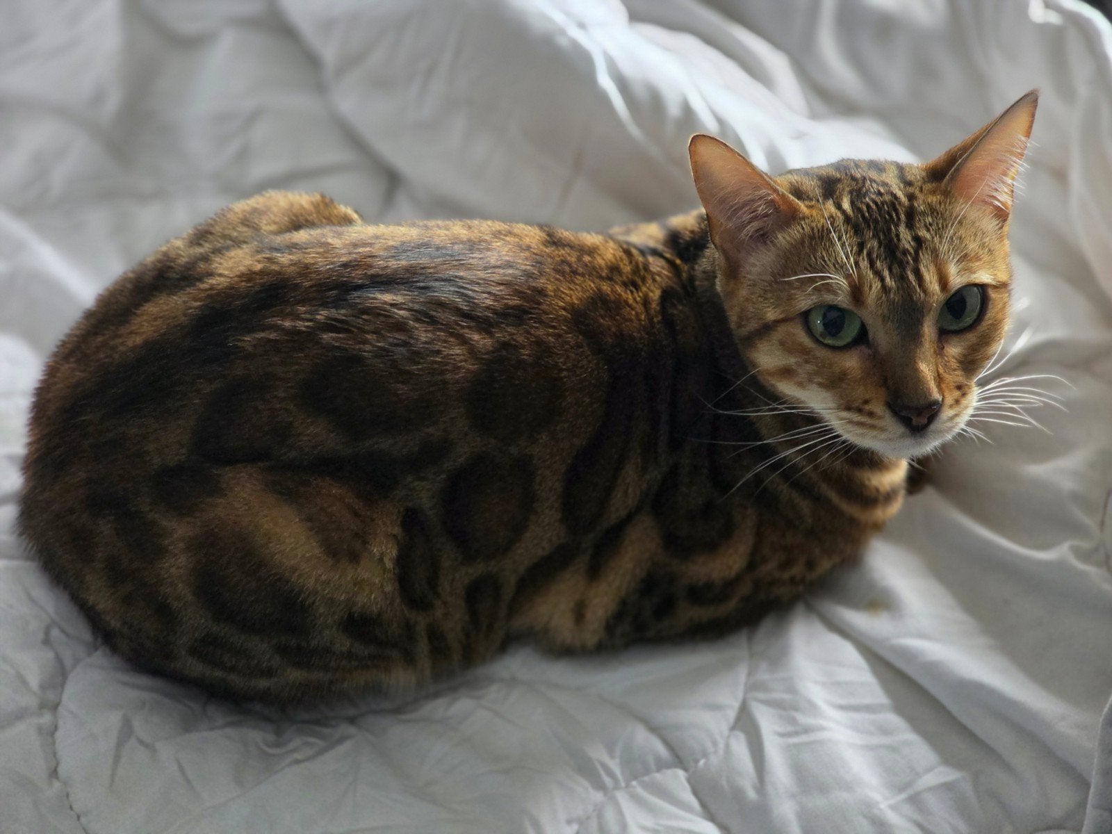 Bengaal poes 2 jaar, Poes, Kortharig, 0 tot 2 jaar