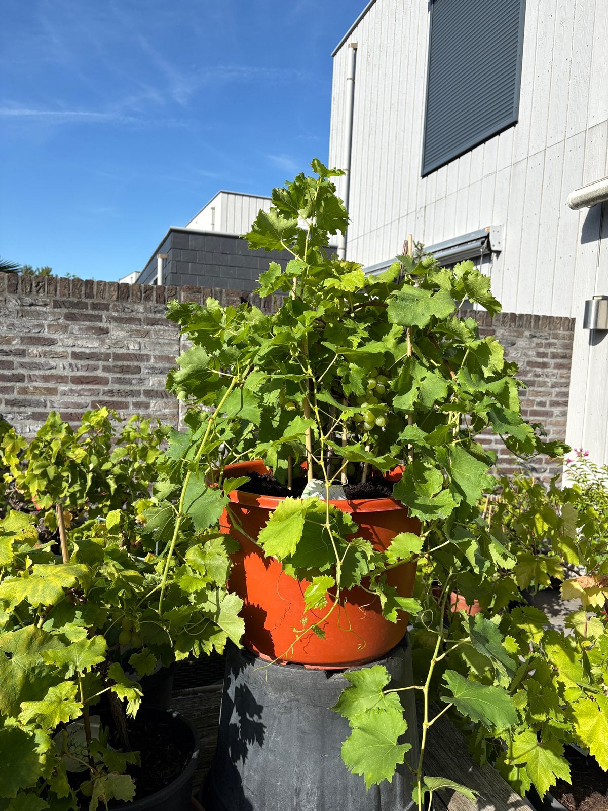 Super gave en mooie volle witte druif op stam in ruime pot!, Tuin en Terras, Ophalen, Lente, Overige soorten, Volle zon