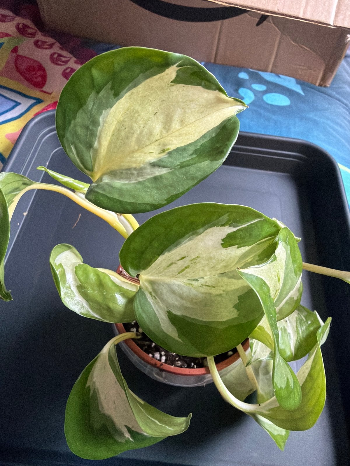 Epipremnum Happy Leaf Manjula, Huis en Inrichting, Kamerplanten, Ophalen, Halfschaduw, Minder dan 100 cm