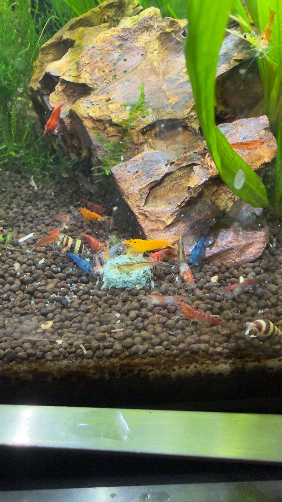 Mix garnalen rood en wild kleur, Dieren en Toebehoren