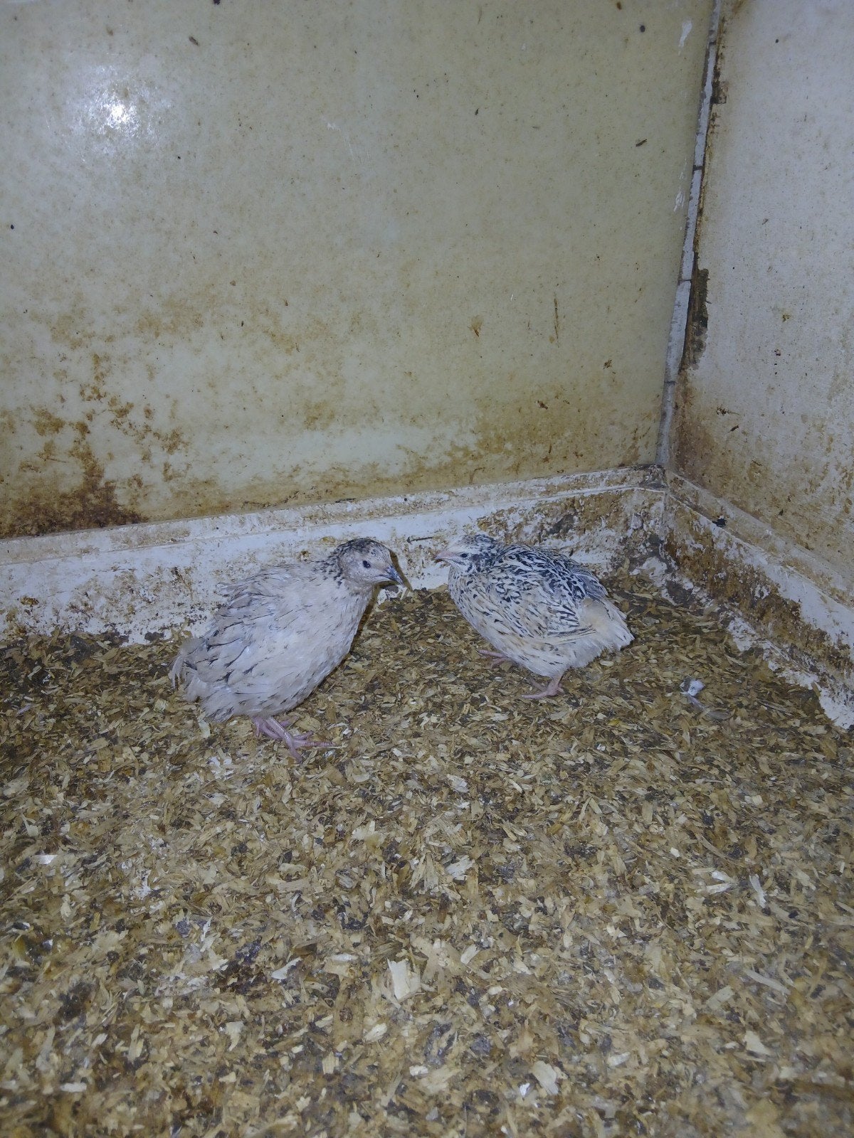 koppel japanse kwartels, Dieren en Toebehoren, Pluimvee