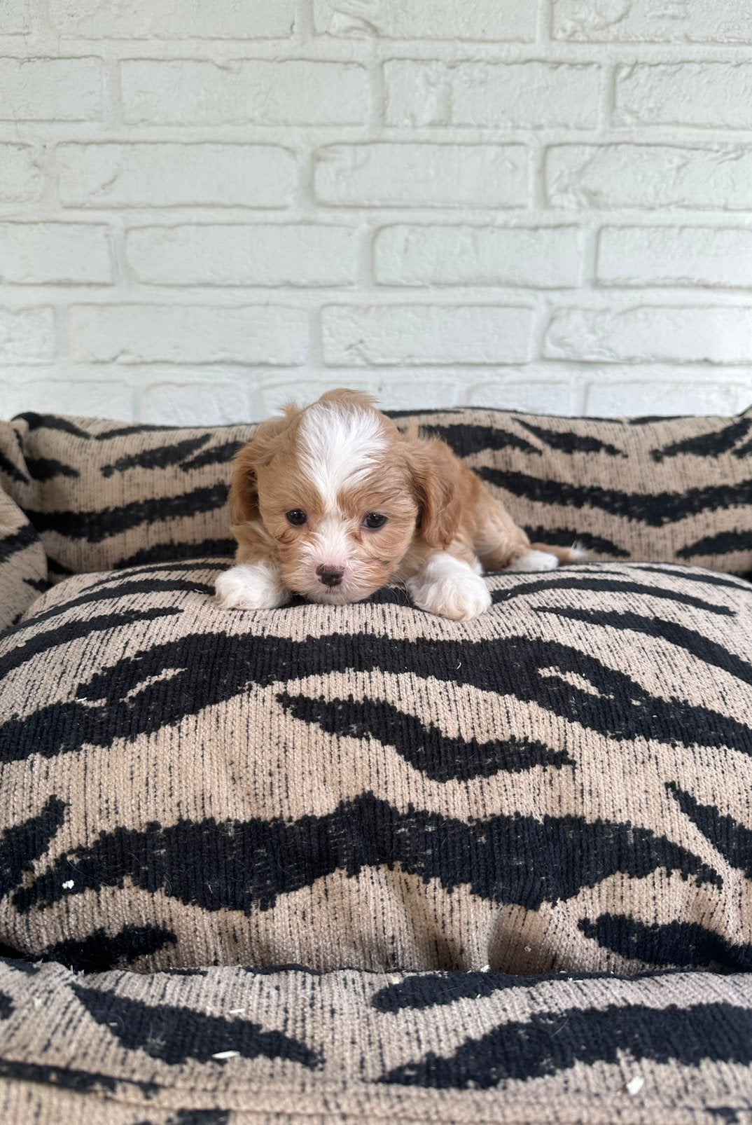 Maltipoo pups maltezer x toy poedel, Dieren en Toebehoren, Honden | Chihuahua's en Gezelschapshonden, Parvo, Nederland, Overige rassen