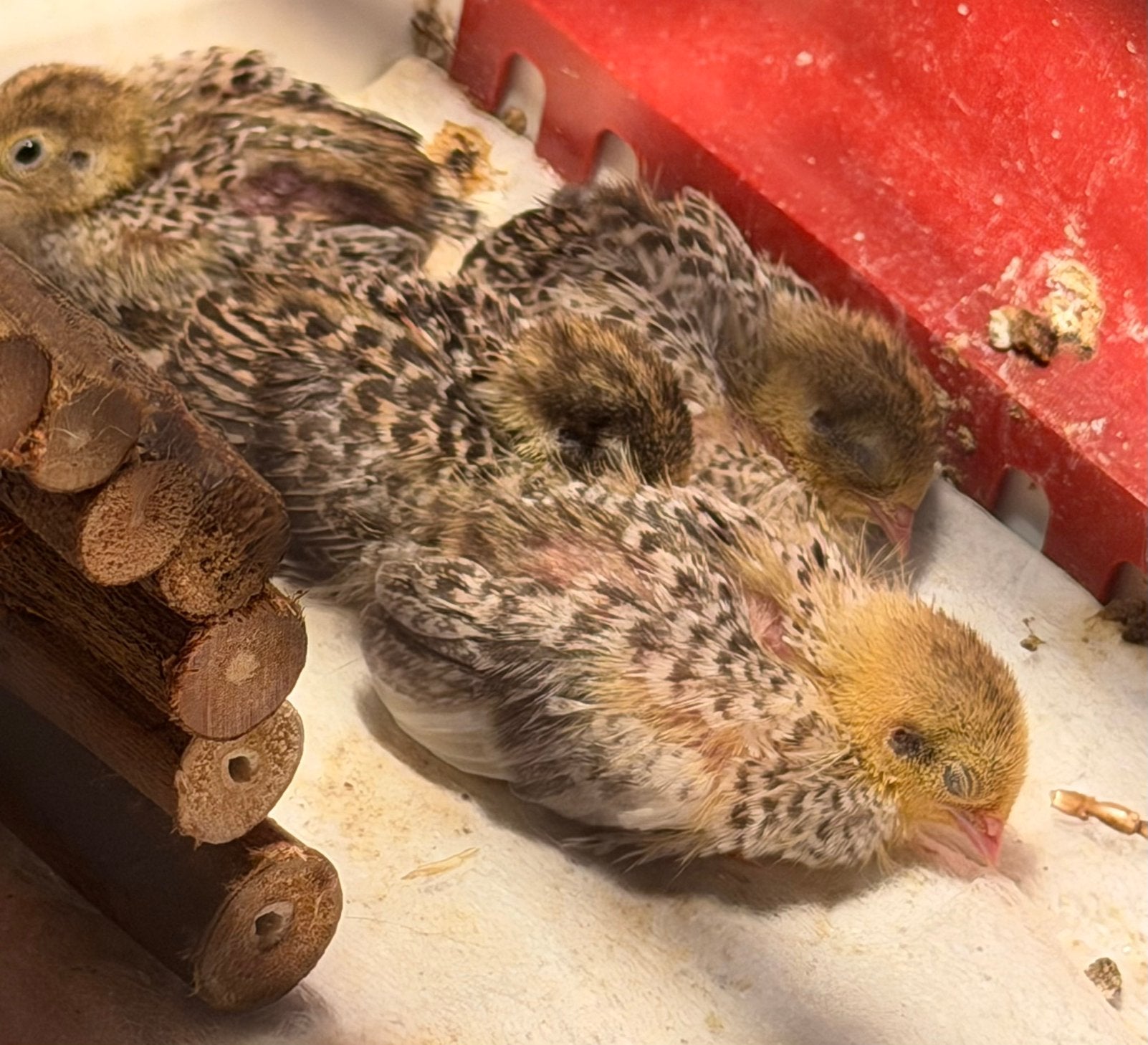 4 Jonge dwerg kwartels, Vrouwelijk, Kip