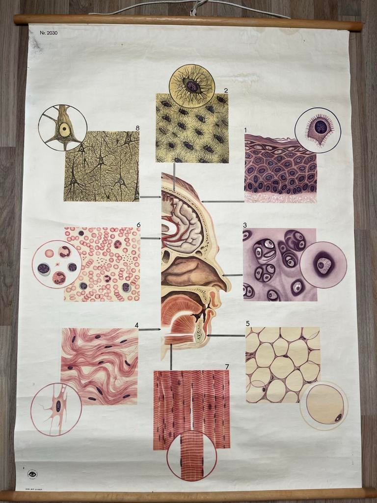 Vintage Anatomische Schoolplaat - Deutsches Hygiene-Museum, Antiek en Kunst, Antiek | Schoolplaten, Ophalen of Verzenden, Natuur en Biologie