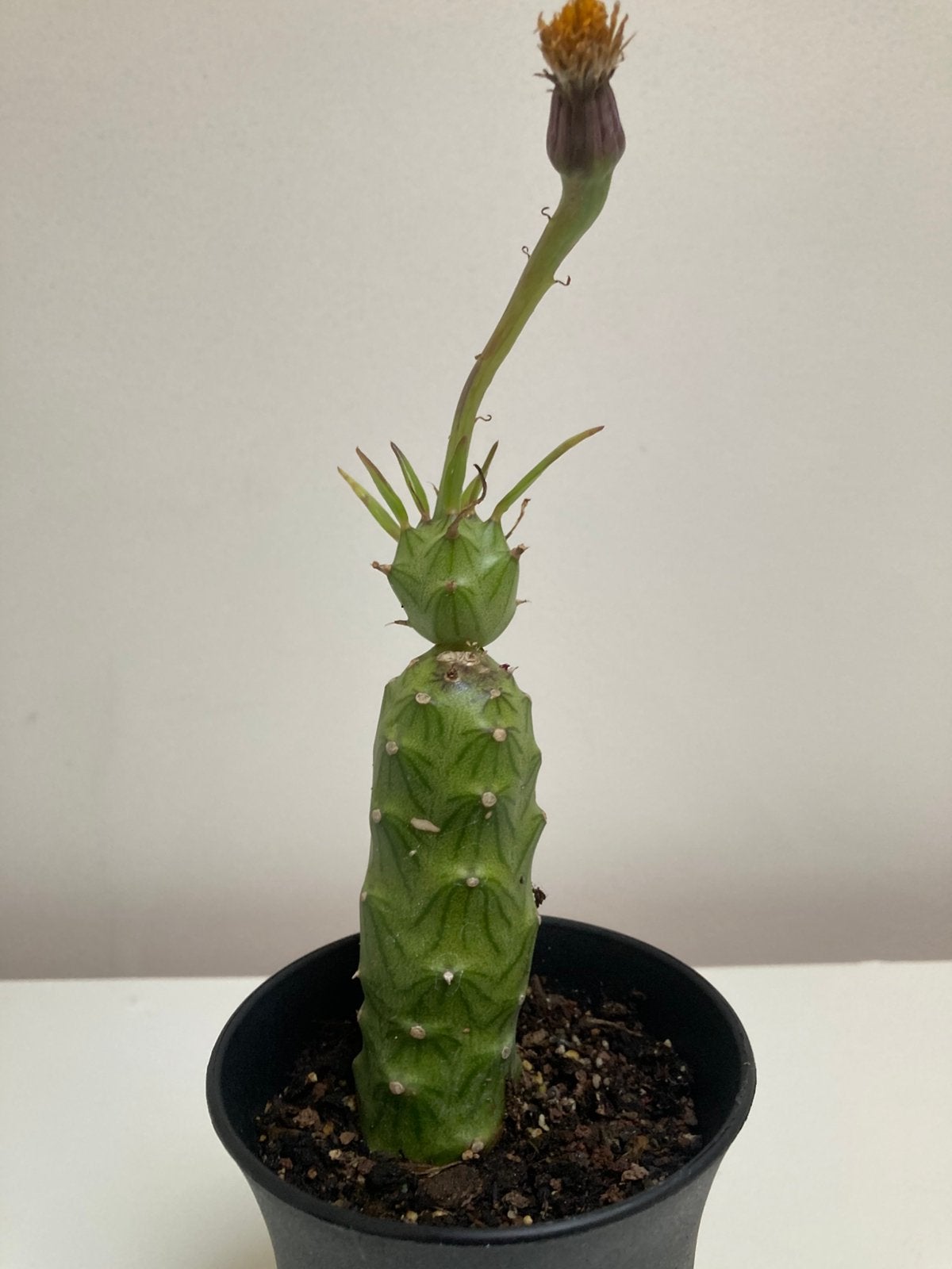 Senecio Meroensis ssp. Saginatus, Vetplant, Ophalen of Verzenden, Minder dan 100 cm, Bloeiende kamerplant
