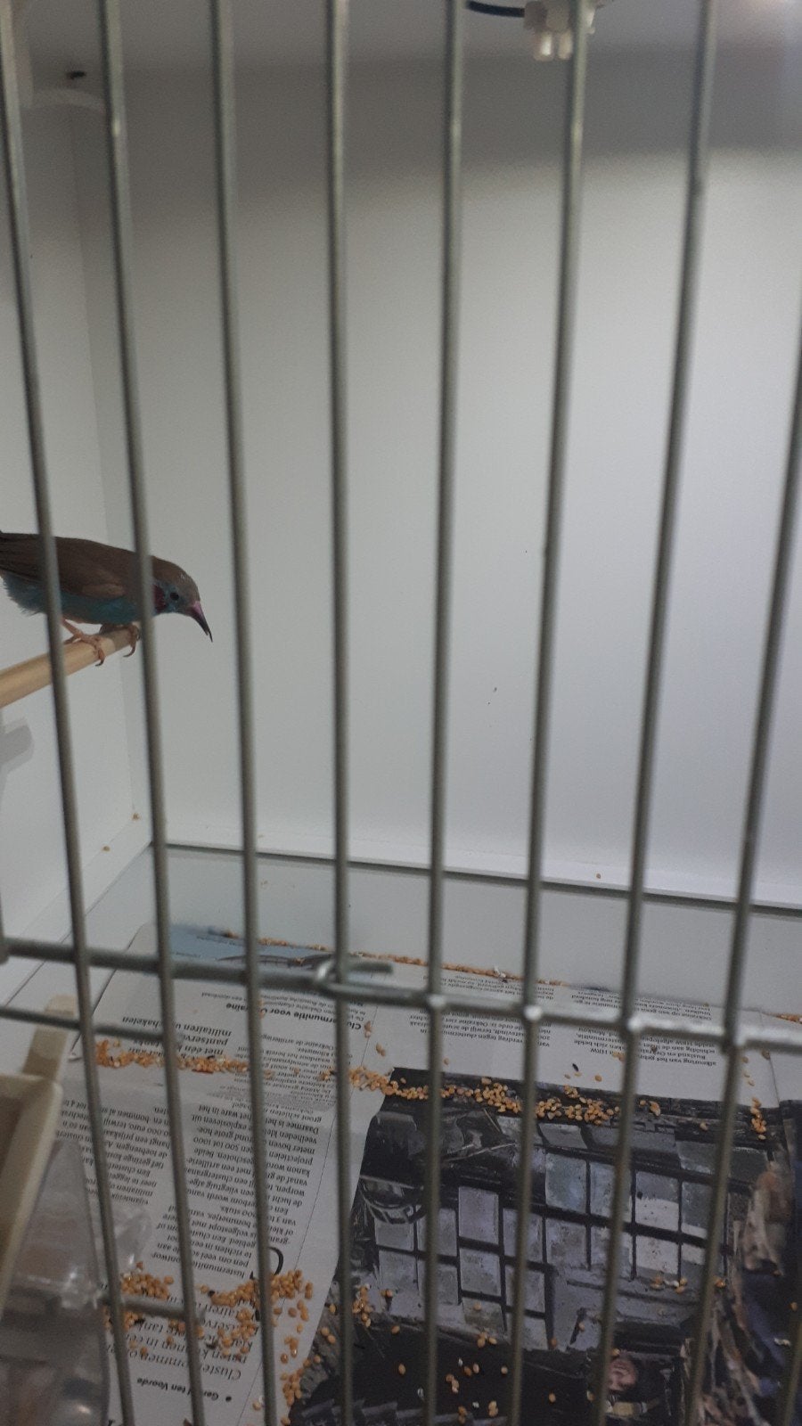 blauwfazant., Vrouwelijk, Tropenvogel