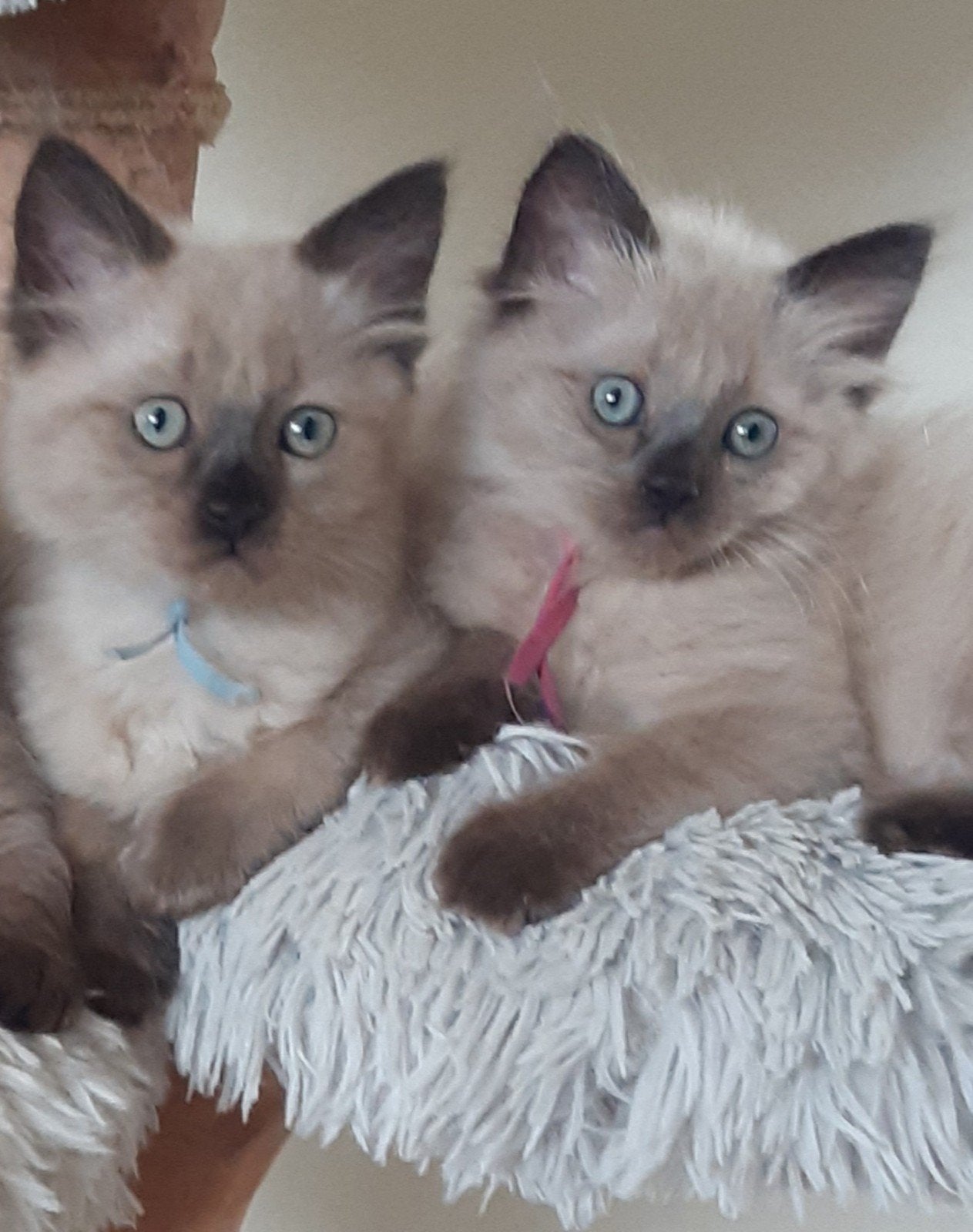 Mooie aparte seal mink  ragdoll kittens (cherubim), Dieren en Toebehoren, Meerdere dieren, Gechipt