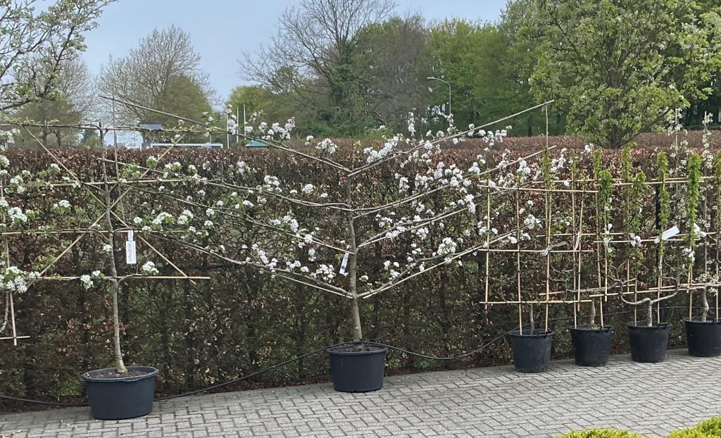 Leifruitbomen, Ophalen, Lente, Overige soorten, In pot