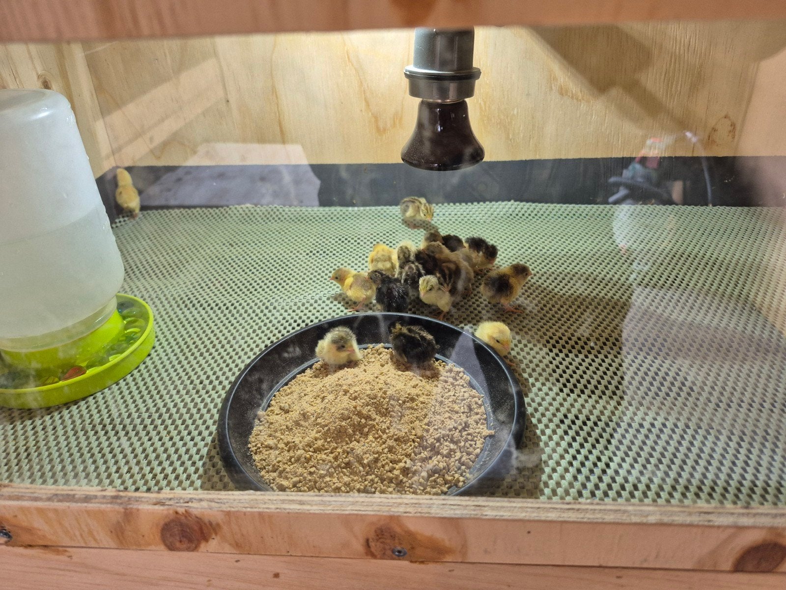 Diverse kwartels, Meerdere dieren, Overige soorten