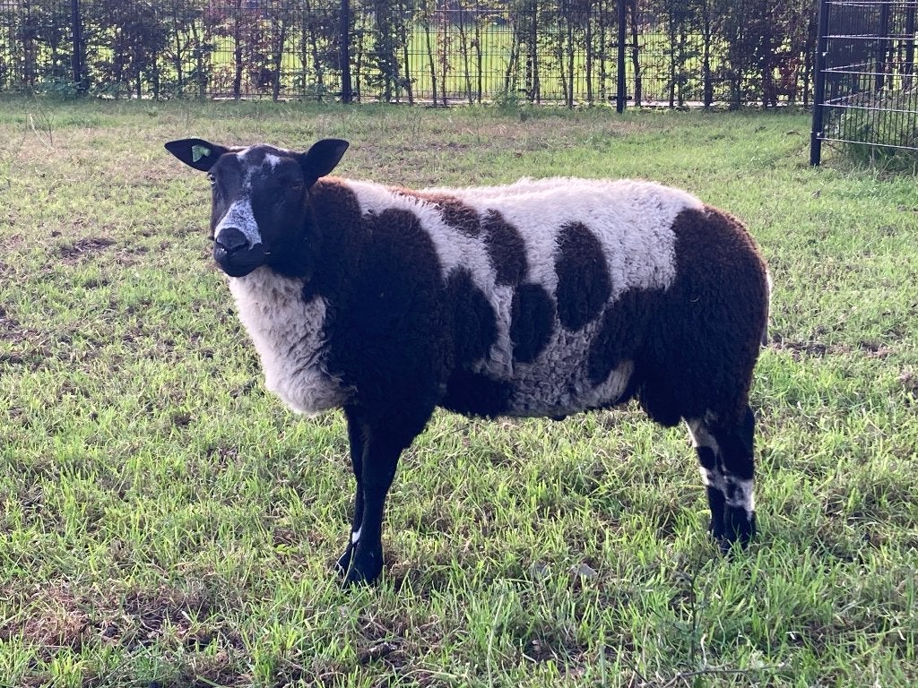 Mooie makke bonte zwoegervrije dekram, Dieren en Toebehoren, Mannelijk, Schaap, 0 tot 2 jaar