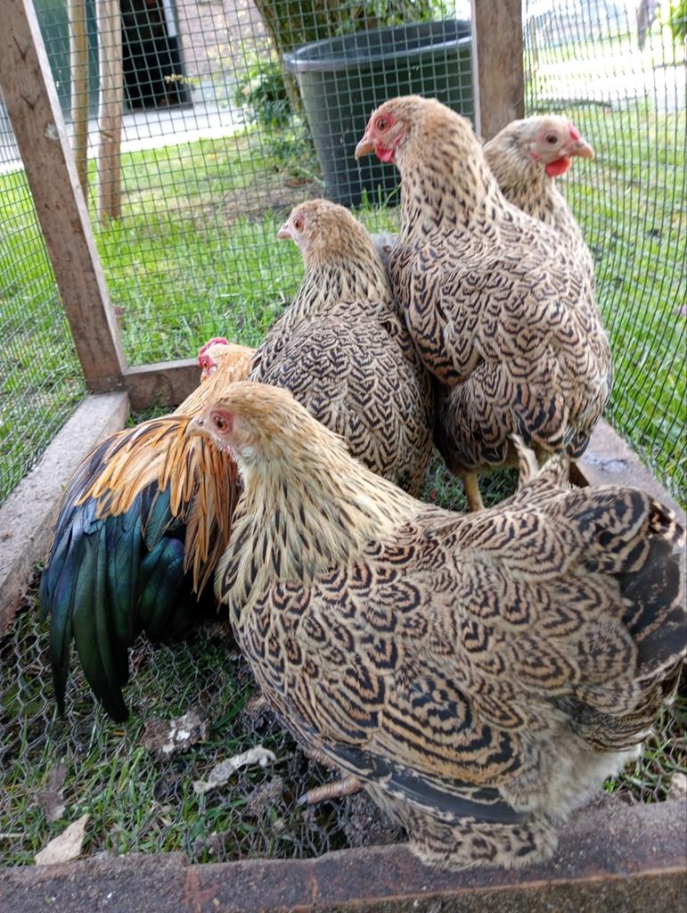 Wyandotte geel patrijs kriel, Meerdere dieren, Kip