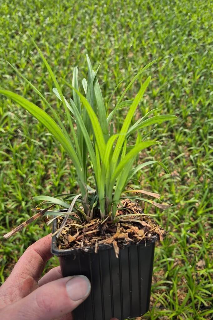 Siergrassen liriope in verschillende soorten, Ophalen of Verzenden, Siergrassen, Halfschaduw